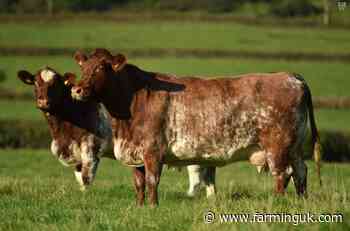 Beef Shorthorn Society&#39;s new scheme aims to improve genetic linkage