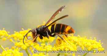 Warning issued over Asian hornets following record sightings in 2023