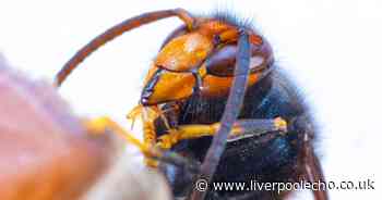 Asian hornet health warning issued by government - how to spot them