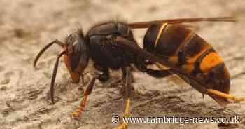 What you should do if you see an Asian Hornet as UK government issues warning