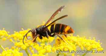 People urged to report Asian hornet sightings as warning issued over damaging invasive species