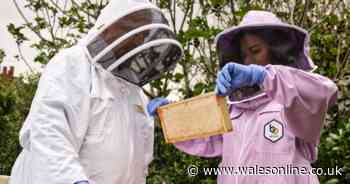 Nigella Lawson looking for country's best small-scale honey producers