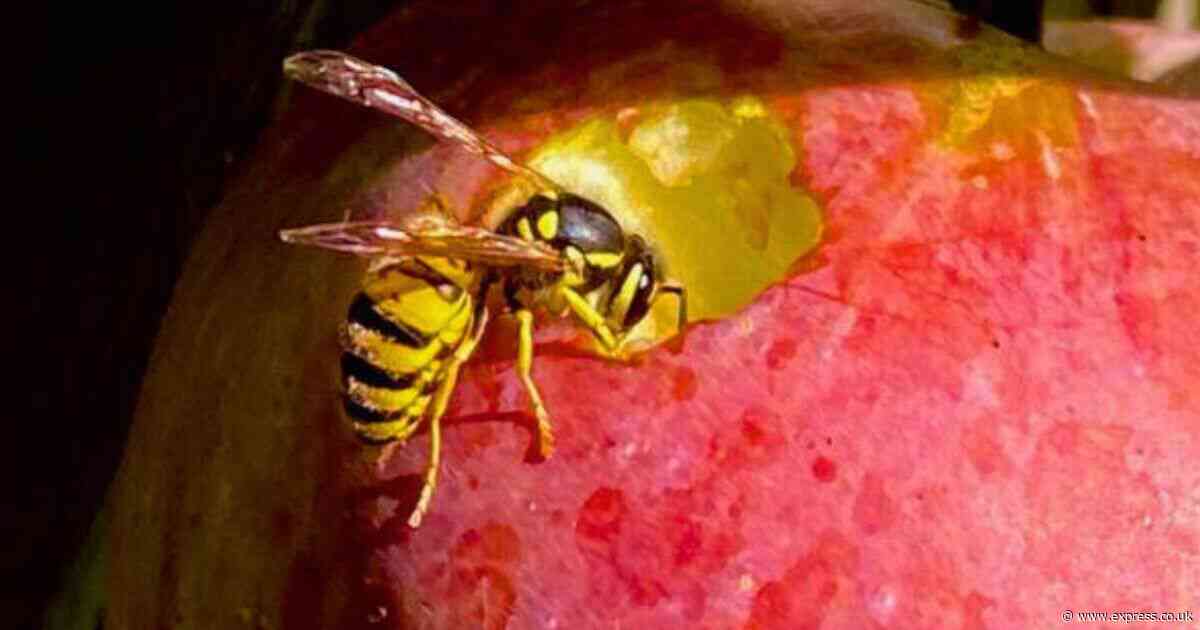 Effective cheap spray stops wasps from entering your home without using toxic chemicals