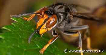 UK put on Asian hornet invasion alert - full list of areas at risk