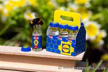 Lidl giving away tiny six-packs designed to help bees