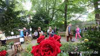 Paradies für Gartenfreunde: Die schönsten Fotos von den Rosentagen in Bad Tölz