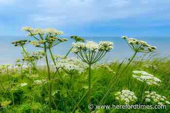 How to identify giant hogweed and common hogweed difference