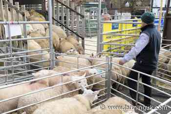 Prime lamb auction prices make strong impression at marts