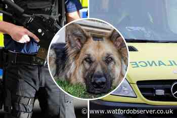 Arrest after woman hospitalised in Croxley Green dog attack