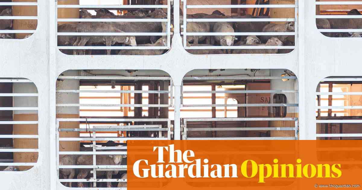 Voter views on animal welfare are changing and taking the live sheep export trade with them | Gabrielle Chan