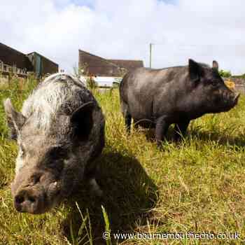 Margaret Green Animal Rescue look to rehome a pair of pigs