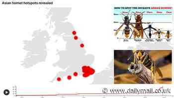 Asian hornet hotspots revealed: Interactive map shows the full list of areas at risk - as experts warn the UK will be hit with record numbers this summer