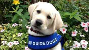 New U.S. border rules for canines create more barriers for guide-dog owners, advocates say
