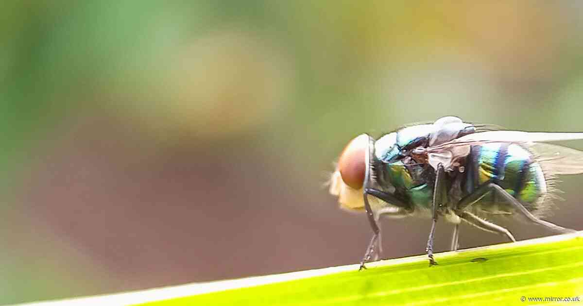 Simple hack to get rid of nuisance flies in your garden only costs a few pence