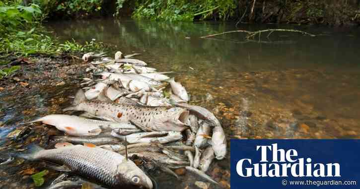 Fish deaths in England’s rivers rise tenfold in four years