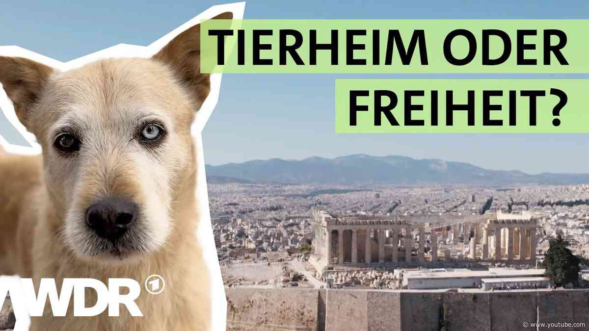 Straßenhunde in Griechenland: Im Einsatz für den Tierschutz | Tiere suchen ein Zuhause | WDR