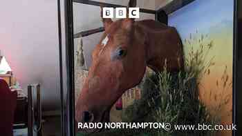 Novel Northamptonshire: Ronald the Hero Horse