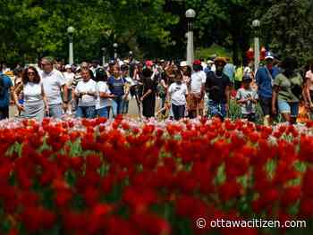 Photos: Crowds enjoy the tulips on a spectacular Victoria Day