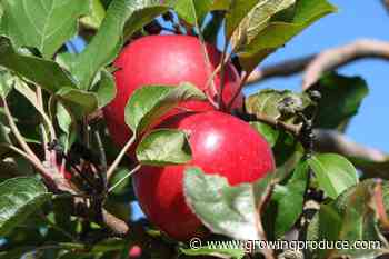 U.S. Apple Growers Needing To Account For Some Bad With The Good Right Now