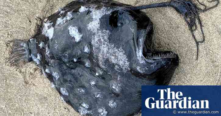 Rare and ‘unusual’ deep-sea anglerfish washes up on Oregon beach for first time ever