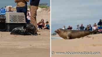 Mystic Aquarium releases two young seals into the wild