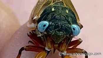 ‘1 in a million': Rare blue-eyed cicada reportedly photographed in Chicago suburb