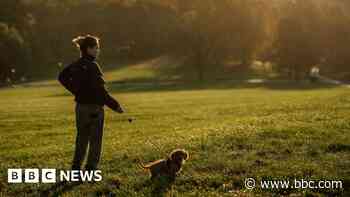 Dog walking site given go ahead by council