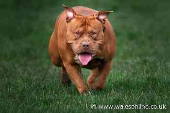Registered XL bullies maul owner to death in her home