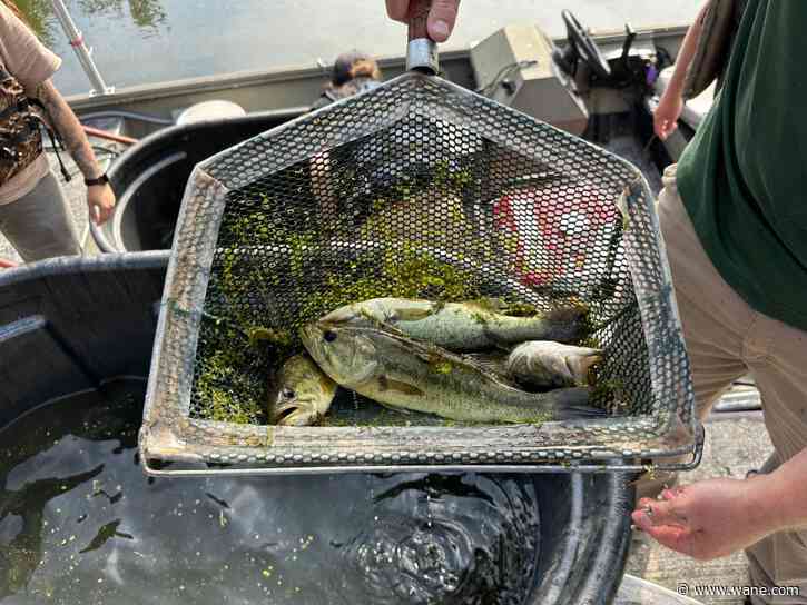 LOOK: DNR relocates largemouth bass out of Tri-Lakes