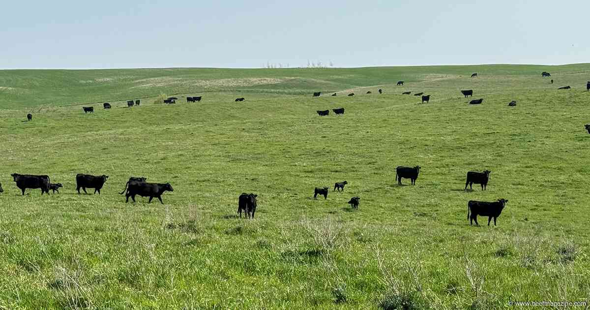 Better pasture and hay conditions anticipated for 2024