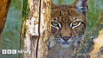 Convicted big cat park owner faces animal ban