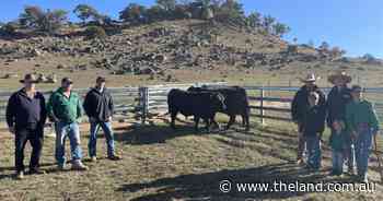 Repeat buyers purchase top priced bull at Bongongo Angus| Photos