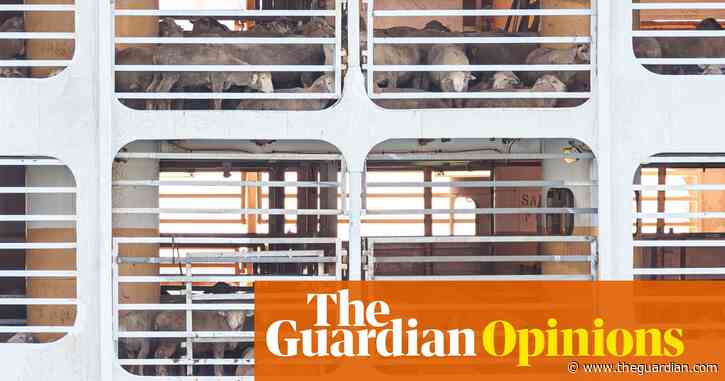 Voter views on animal welfare are changing – and taking the live sheep export trade with them | Gabrielle Chan