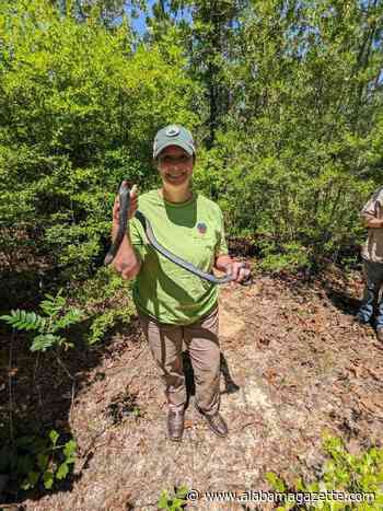Eastern Indigo Release Adds 40 to Conecuh National Forest