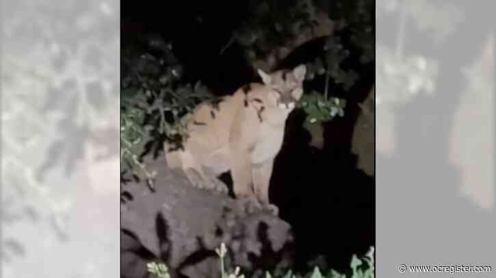 Mountain lion spotted in L.A.’s Griffith Park, more than 1 year after P-22’s death