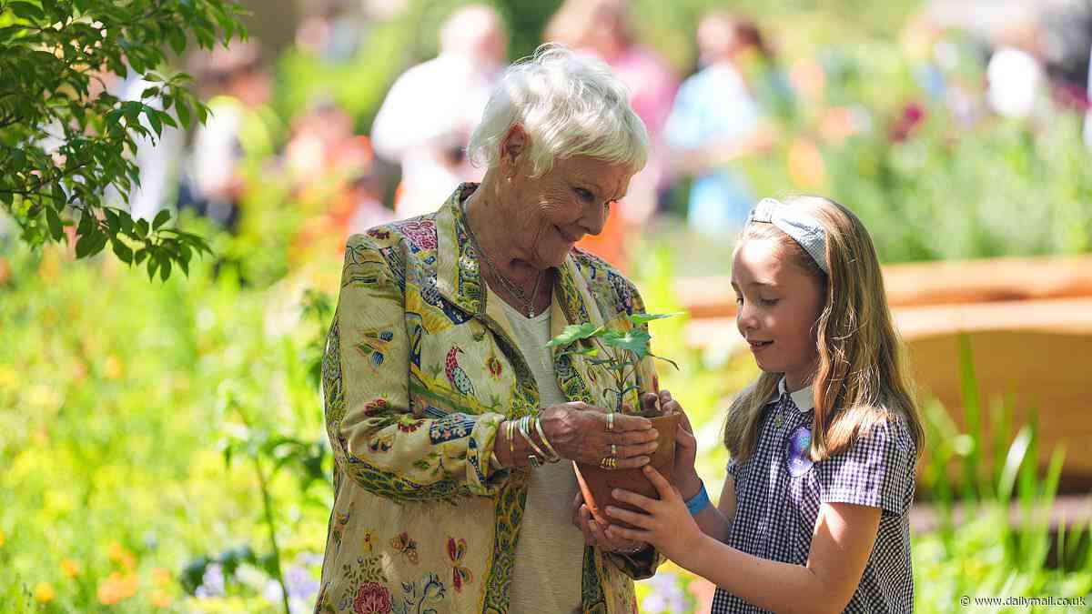 Dame Judi Dench's tears as she receives Sycamore Gap tree seedling at Chelsea Flower Show - with actress giving it a very fitting name