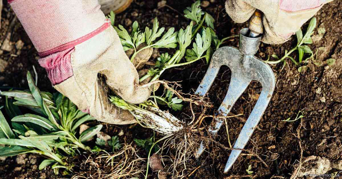 You can banish weeds, moss and algae from your garden with one genius tool