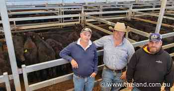 Tamworth's quality Angus steers up $19 a head as rain impacts the market