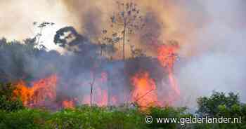 Recordgebied aan bos verbrand in Amazone in eerste maanden van het jaar