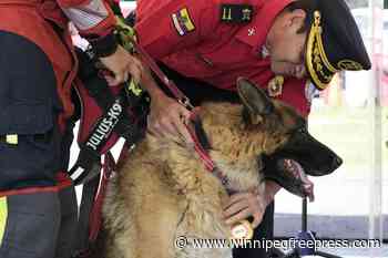 Ecuador’s firefighters bestow honors on 5 rescue dogs at retirement ceremony