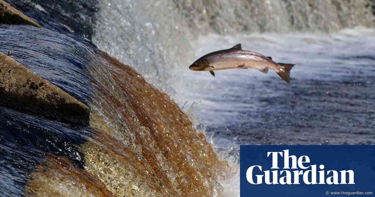 Migratory freshwater fish populations ‘down by more than 80% since 1970’