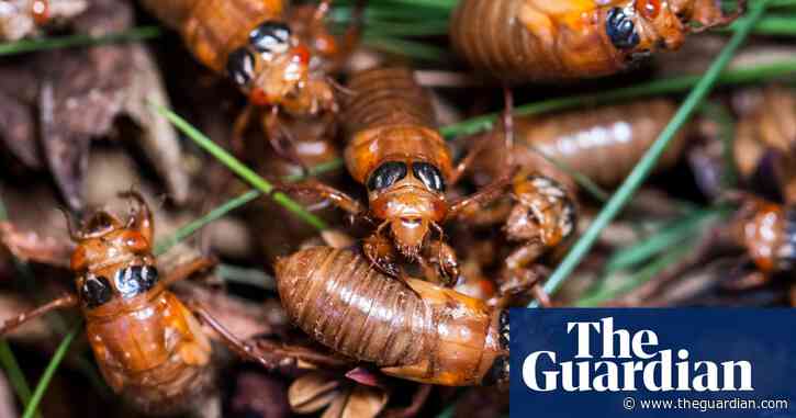 In their prime: how trillions of cicadas pop up right on time – podcast