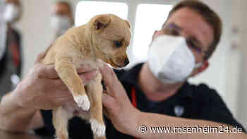 Achtung Hundebesitzer: Staupe-Virus grassiert in Bayern -das muss man jetzt beachten