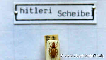 Hitler-Käfer muss weiter mit seinem Namen leben