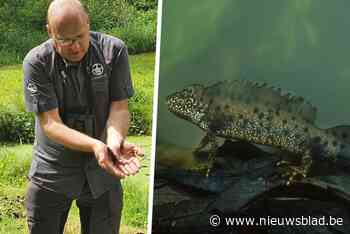 In deze gemeente explodeert het aantal salamanders: “Recordcijfers voor heel Vlaanderen, dit is fenomenaal”