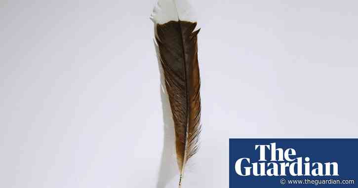 More valuable than gold: New Zealand feather becomes most expensive in the world