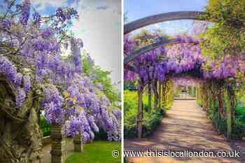 Instagrammable spots to see Wisteria in south east London