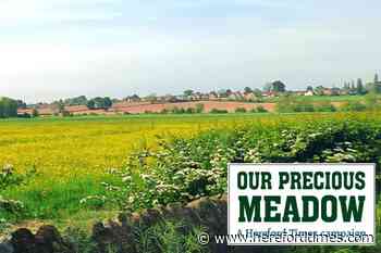 Environmental harm fears over Lugg Meadow homes plan