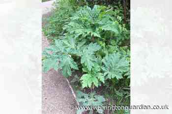 Giant hogweed spotted growing in Stockton Heath, Warrington