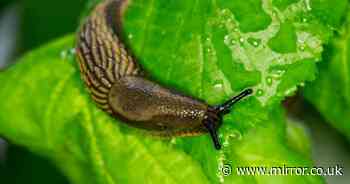 How to stop slugs coming in your garden this summer with 5 common substances from the kitchen